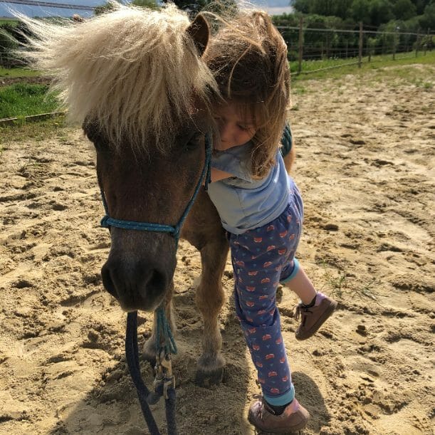 Baby poney